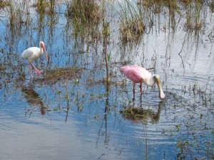 Roseate Spoonbill and Ibis